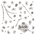 Set ink hand drawn sketch of larch branches with pinecones isolated on white background Good idea for vintage Merry Royalty Free Stock Photo