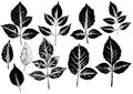 Set of ink prints of dahlia leaves