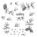 Set ink sketch of cedar branches with pinecones isolated on white background Royalty Free Stock Photo