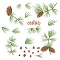 Set ink sketch of color cedar branches with pinecones isolated on white background Royalty Free Stock Photo