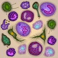 Set of innate immune system cells, vector illustration