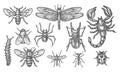 Set of insect sketch. Vintage drawing of bugs