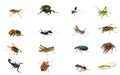 Set insects Royalty Free Stock Photo