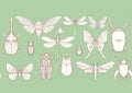 Set of insects: beetles, butterflies, moths, dragonflies