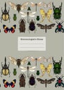 Set of insects: beetles, butterflies, moths, dragonflies.