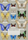 Set of insects: beetles, butterflies, moths, dragonflies.