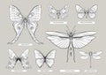 Set of insects: beetles, butterflies, moths, dragonflies