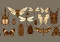 Set of insects: beetles, butterflies, moths, dragonflies.