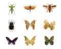 Set of insects isolated on white background. Butterflies and beetles. Royalty Free Stock Photo