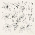 A set of insulated winter flowers poinsettias, mistletoe, Holly. realistic branches drawn by hand in vintage style. monochrome