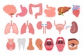 Set of internal organs and body parts flat simple illustration. Royalty Free Stock Photo