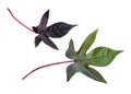 Set of ipomoea green and purple leaves