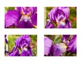 Set of iris flowers