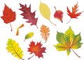 Set of isolated autumn leaves