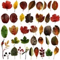 Set of isolated, autumn leaves and berries on a white background. Leaves: gooseberry, apple tree, chokeberry, walnut, rose hip, Royalty Free Stock Photo