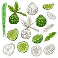 Set of isolated bergamot fruits or plants Royalty Free Stock Photo