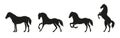 Set of isolated black silhouettes of a horse. Royalty Free Stock Photo