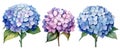 set of isolated blue and pink hydrangea flowers, watercolor drawing Royalty Free Stock Photo