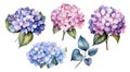 set of isolated blue and pink hydrangea flowers, watercolor drawing Royalty Free Stock Photo