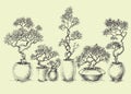 A set of isolated bonsai trees