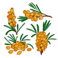 set of isolated branches and a cluster of sea buckthorn