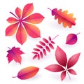 Set of isolated bright pink autumn fallen leaves. Elements of fall foliage. Vector Royalty Free Stock Photo