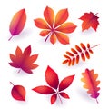 Set of isolated bright red autumn fallen leaves. Elements of fall foliage. Vector Royalty Free Stock Photo
