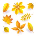 Set of isolated bright yellow autumn fallen leaves. Elements of fall foliage. Vector Royalty Free Stock Photo