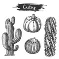 Set of isolated cactus or cacti sketch.