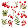 Set of isolated Christmas vintage ornament, Holly branch and red berries decoration in watercolor painting style. Generative AI. Royalty Free Stock Photo