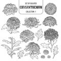 Set of isolated chrysanthemum collection 1. Cute flower illustration in hand drawn style. Black outline and white plane on white b Royalty Free Stock Photo