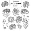 Set of isolated chrysanthemum collection 2. Cute flower illustration in hand drawn style. Black outline and white plane on white b Royalty Free Stock Photo