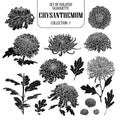 Set of isolated chrysanthemum collection 1. Cute flower illustration in hand drawn style. Silhouette on white background. Royalty Free Stock Photo