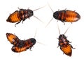 Set of isolated cockroach on white background. Closeup madagascar hissing cockroach isolated on white background