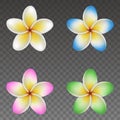 Set of isolated colorful plumeria flowers. frangipani flowers for summer backgrounds Royalty Free Stock Photo