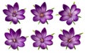 set of isolated crocus flowers. Created with Generative AI