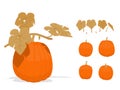 Isolated dry components of pumpkins on transparent background Royalty Free Stock Photo
