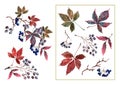 Set of isolated elements autumn leaves, berries, wild grapes, bunch of berries, vine. Hand drawn watercolor. Royalty Free Stock Photo