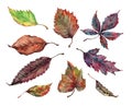 Set of isolated elements colorful autumn leaves. Hand drawn watercolor painting on white background. Royalty Free Stock Photo