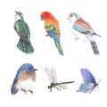 Set of isolated elements of watercolor insect and bird illustration on white background