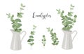 Set of isolated eucalyptus. Branches with leaves in jug. Vector