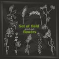 Set of isolated field plants in sketch style on black background