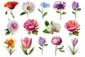 Set of isolated flower icons, floral design elements on white Royalty Free Stock Photo