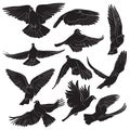 Set of isolated flying birds silhouettes. Vector illustration. Royalty Free Stock Photo