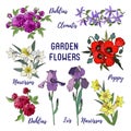 Set of isolated garden flowers, bouquets of irises, dahlias, clematis, narcissus and red poppy. Vector