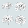 Set of isolated gerbera flowers