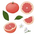 Set of isolated grapefruits. Realistic citrus image. 3d vector. Pieces of fruit on a white background. Royalty Free Stock Photo