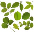 Set isolated green leaf Royalty Free Stock Photo