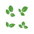 Set of isolated green leaves vector icon design on white background. Various shapes of green leaves of trees and plants. Elements Royalty Free Stock Photo