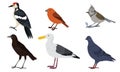 Different kinds of city birds vector illustration Royalty Free Stock Photo